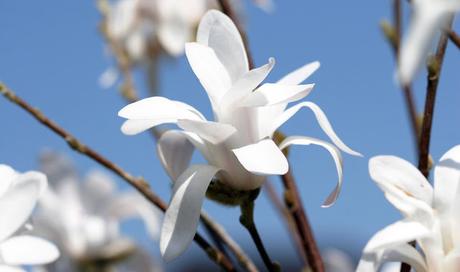 Magnolia stellata - Magnolia étoilé