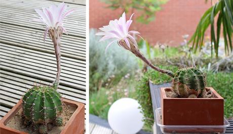 Echinopsis
