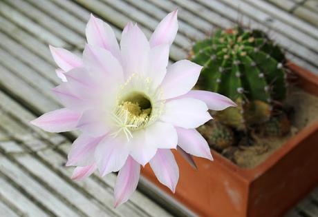 Echinopsis