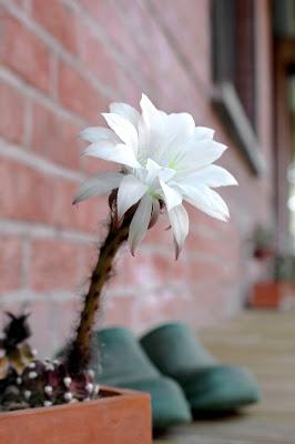 Echinopsis