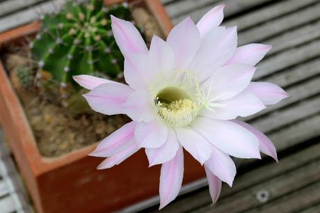 Echinopsis
