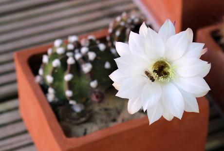 Echinopsis