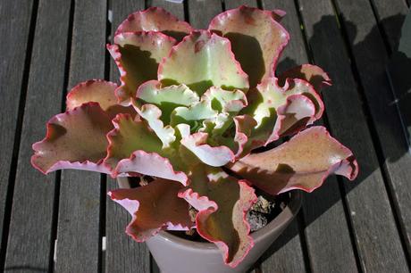 ECHEVERIA