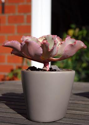 ECHEVERIA