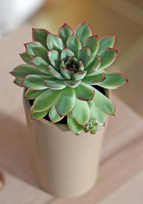 ECHEVERIA