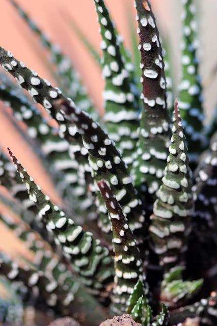 HAWORTHIA