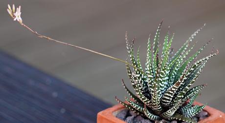 HAWORTHIA