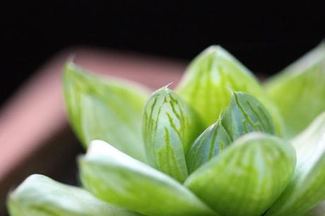 HAWORTHIA