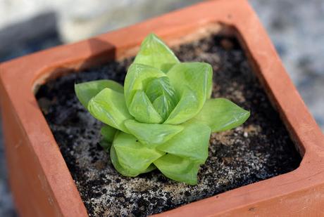 HAWORTHIA