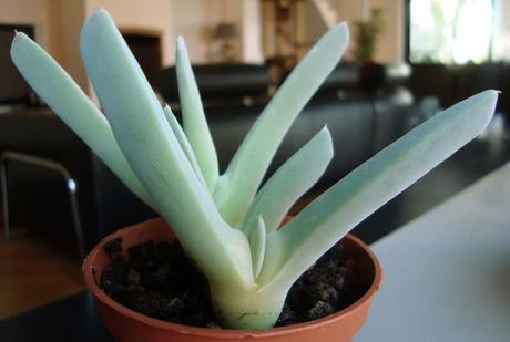 CHEIRIDOPSIS ROBUSTA