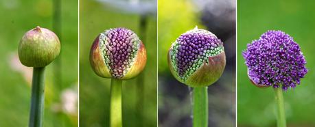 Allium Giganteum ou Gladiator