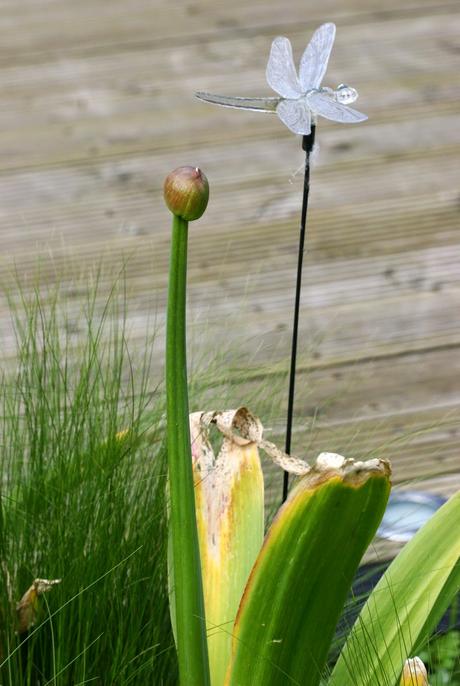 Allium Giganteum ou Gladiator