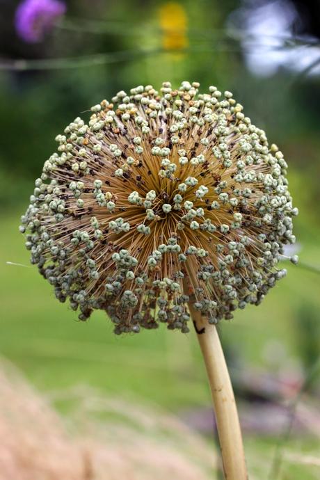 Allium Giganteum ou Gladiator