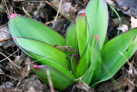 Allium Giganteum ou Gladiator