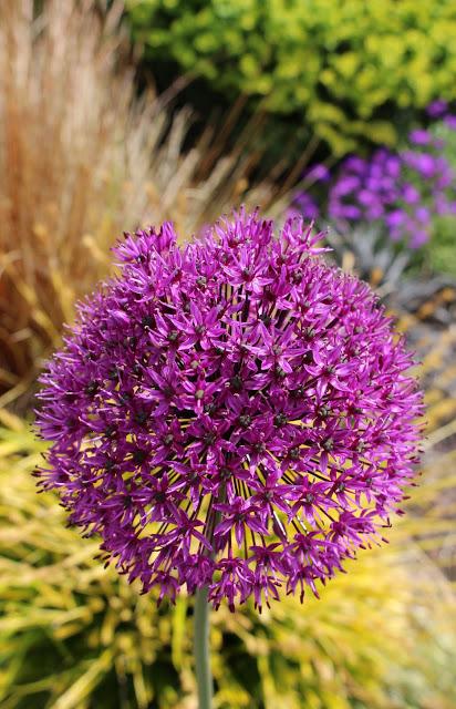 Allium Giganteum ou Gladiator