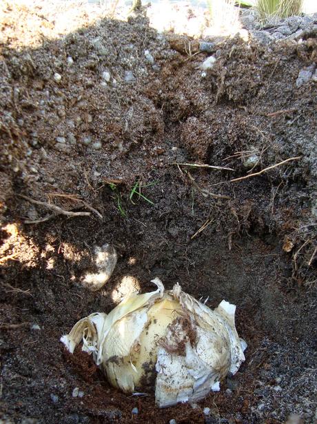 Allium Giganteum ou Gladiator