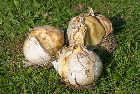 Allium Giganteum ou Gladiator