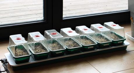 L' Échium ou Vipérine