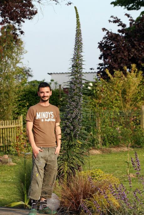 L' Échium ou Vipérine