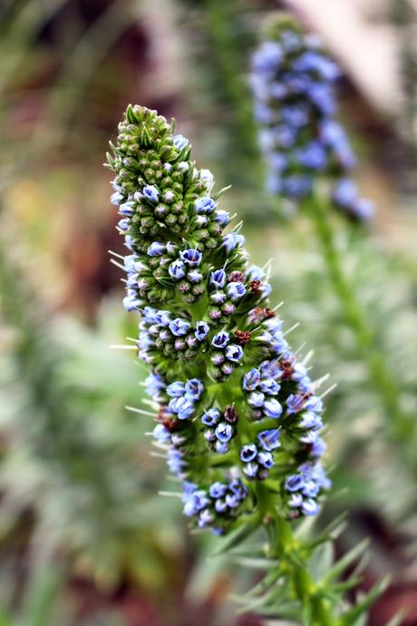 L' Échium ou Vipérine