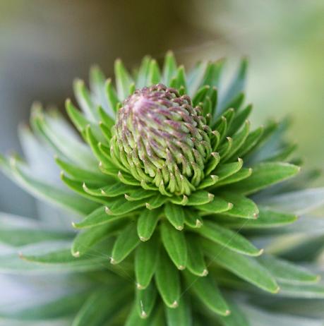 L' Échium ou Vipérine