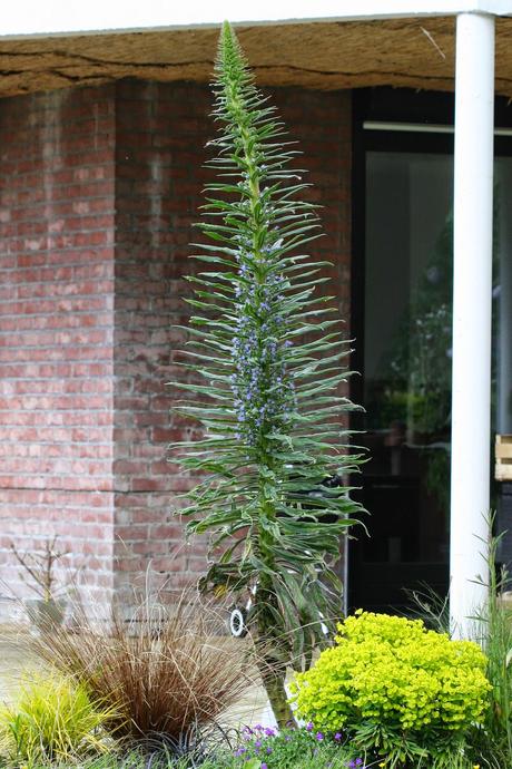 L' Échium ou Vipérine