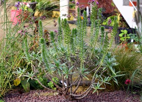 L' Échium ou Vipérine