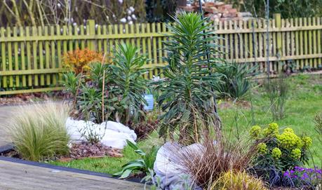 L' Échium ou Vipérine