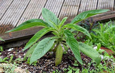 L' Échium ou Vipérine