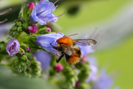 L' Échium ou Vipérine