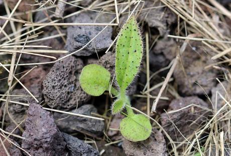 L' Échium ou Vipérine