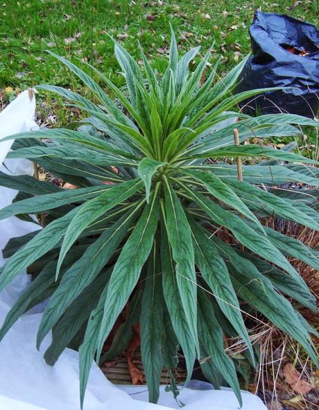 L' Échium ou Vipérine