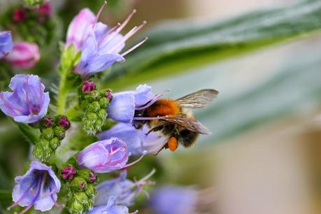 L' Échium ou Vipérine