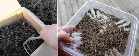 L' Échium ou Vipérine