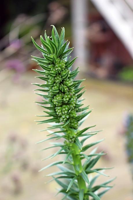 L' Échium ou Vipérine