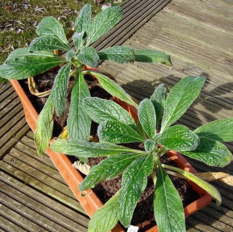 L' Échium ou Vipérine