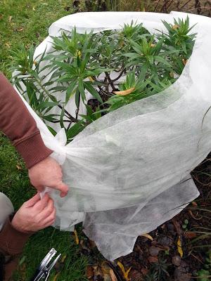 L' Échium ou Vipérine