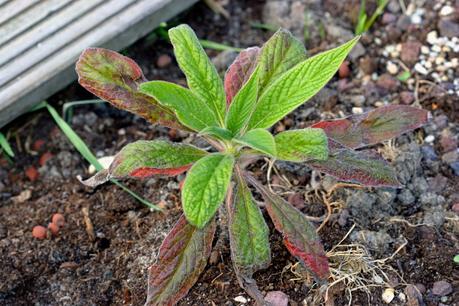 L' Échium ou Vipérine