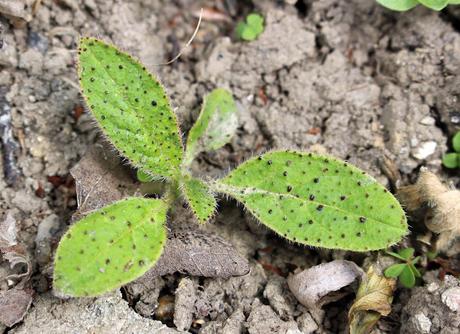 L' Échium ou Vipérine