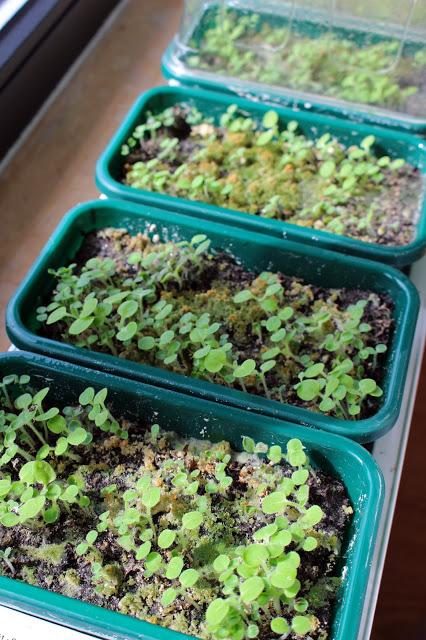 L' Échium ou Vipérine