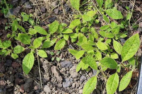 L' Échium ou Vipérine