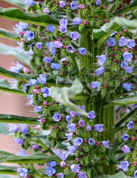 L' Échium ou Vipérine