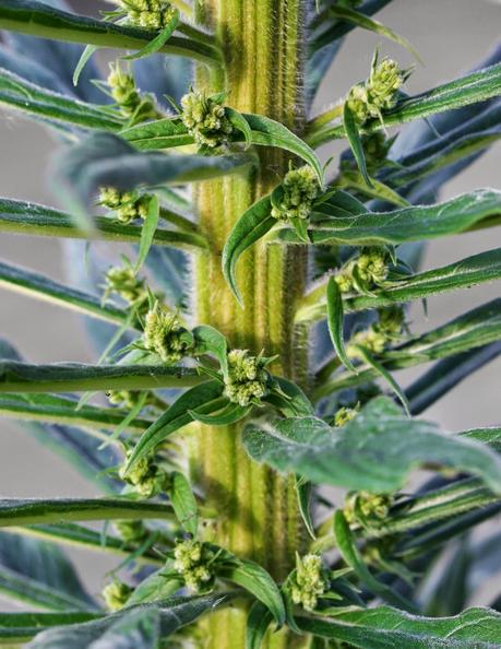 L' Échium ou Vipérine