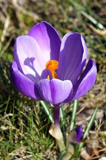 LES CROCUS