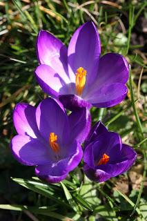 LES CROCUS