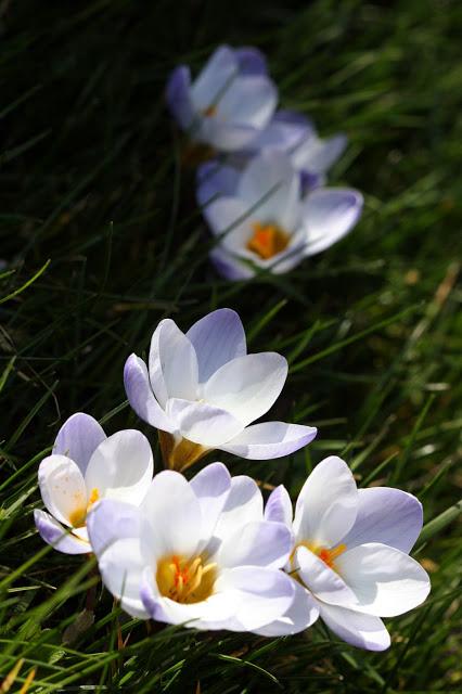 LES CROCUS