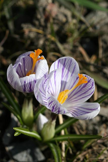 LES CROCUS