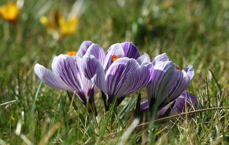 LES CROCUS