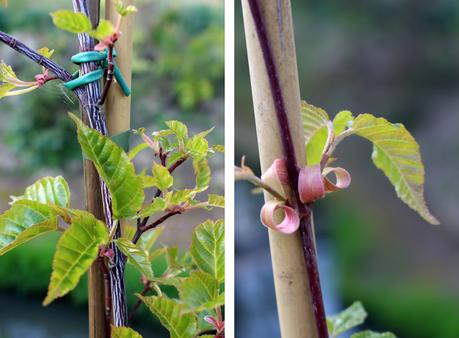 Le Domaine Ooievaar à Bellegem