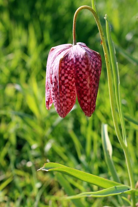 Le Domaine Ooievaar à Bellegem